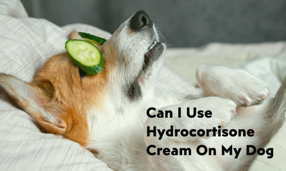 Can I Use Hydrocortisone Cream on My Dog | Healthy B Daily